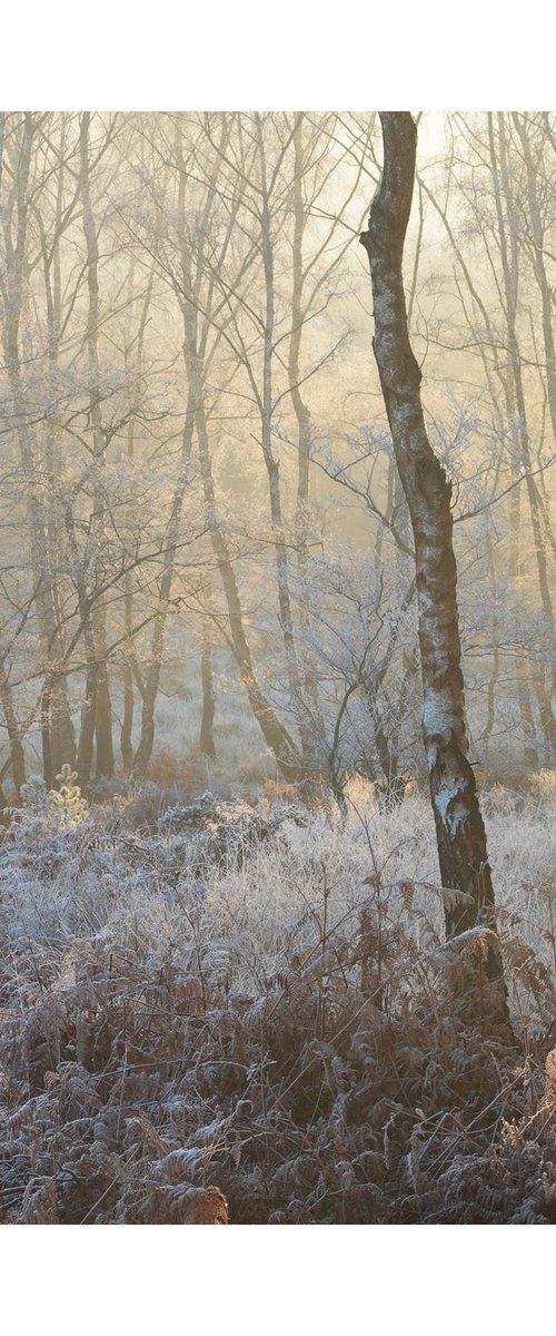 New Forest 2012-III by David Baker