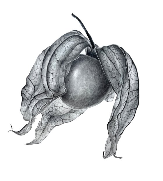 PHYSALIS 29x31 cm (2021) botanical drawing, original artwork