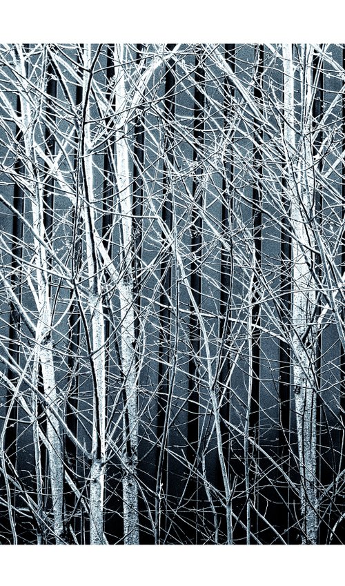 Silver Birches. Limited Edition 1/50 15x10 inch Photographic Print by Graham Briggs