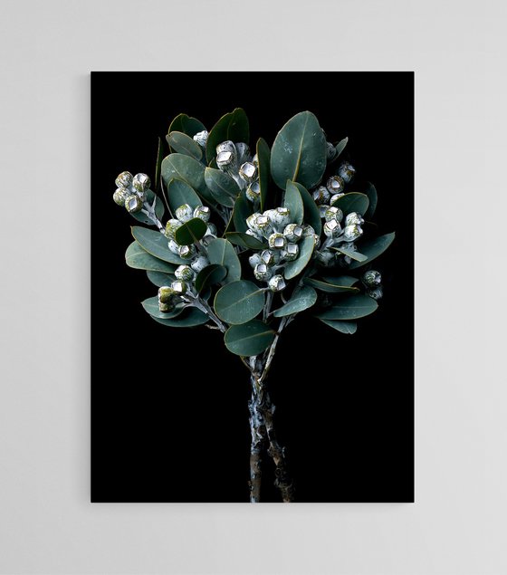 Eucalyptus Pleurocarpa