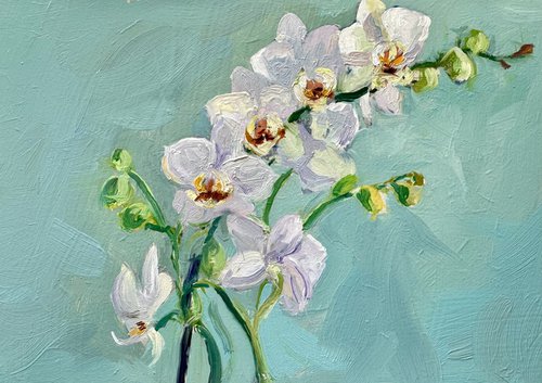 White Orchid Flowers by Toni Swiffen