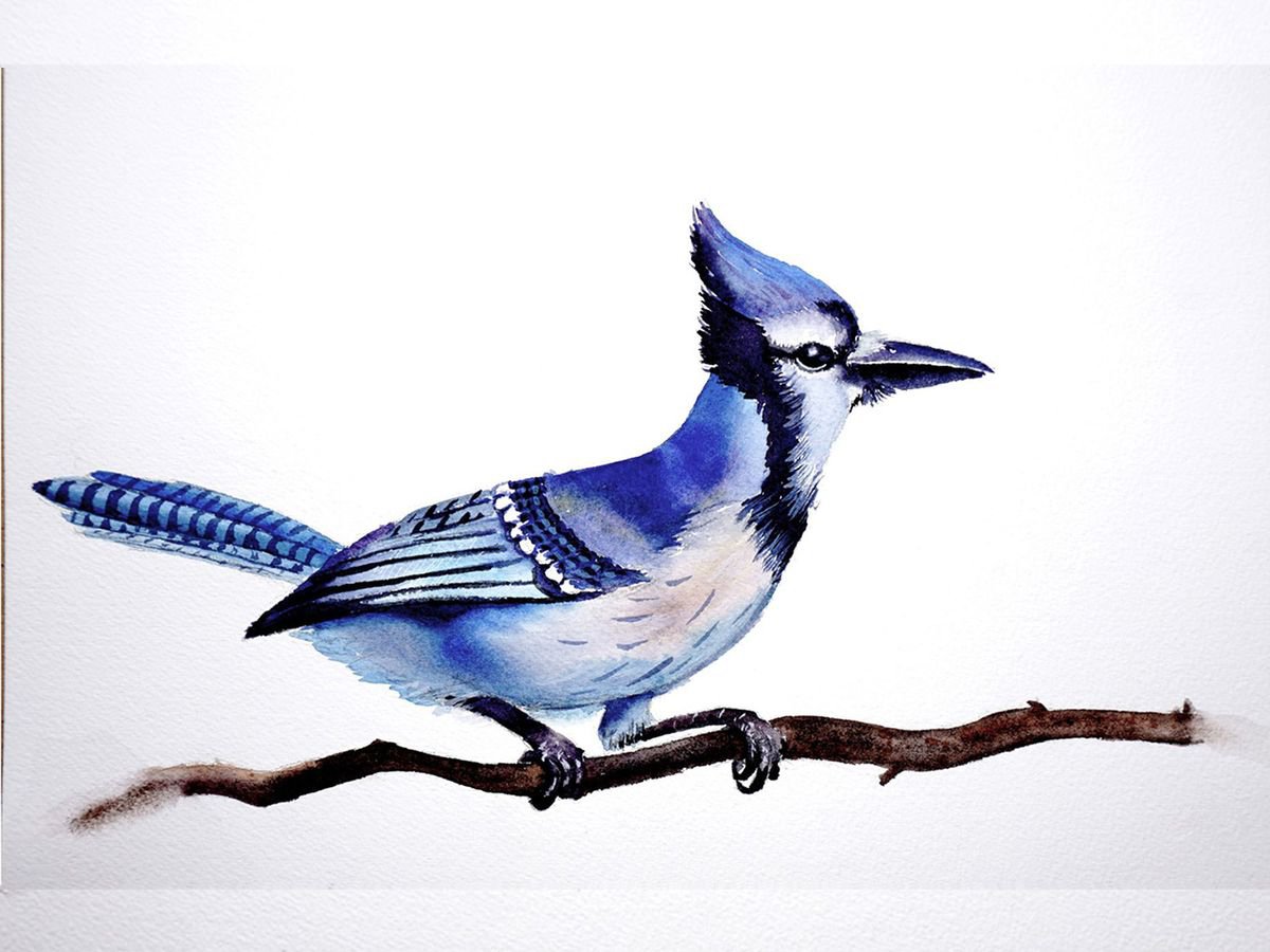 Blue Jay in Flight Painting by Olga Shefranov