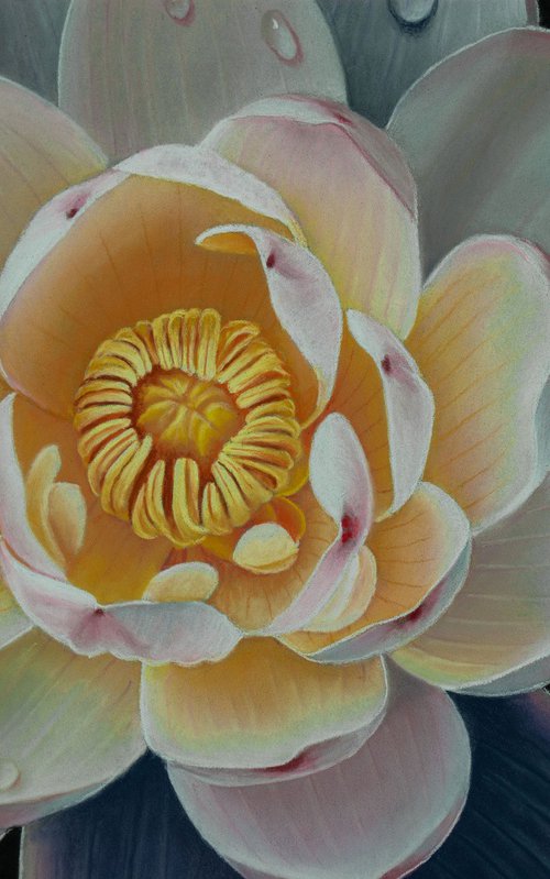 Lotus Mystery by Dietrich Moravec