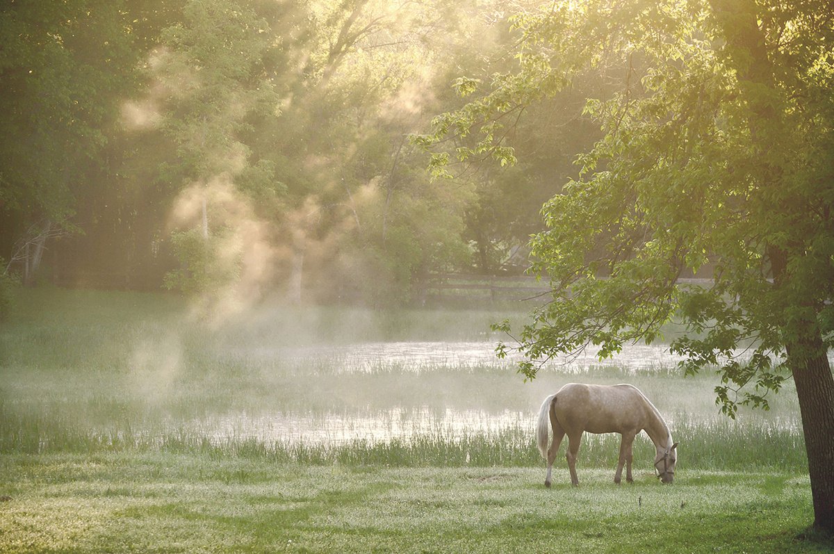 Photorealistic Animal Photograph By Emily Kent, 37 X 25, Morning Mist, Original Artwork