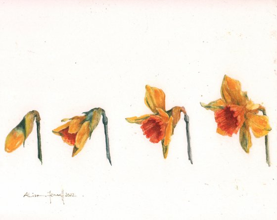 Daffodil Days - Original Watercolour Painting