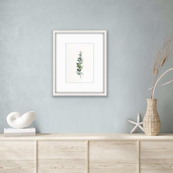 Eucalyptus branch. Original watercolour artwork.