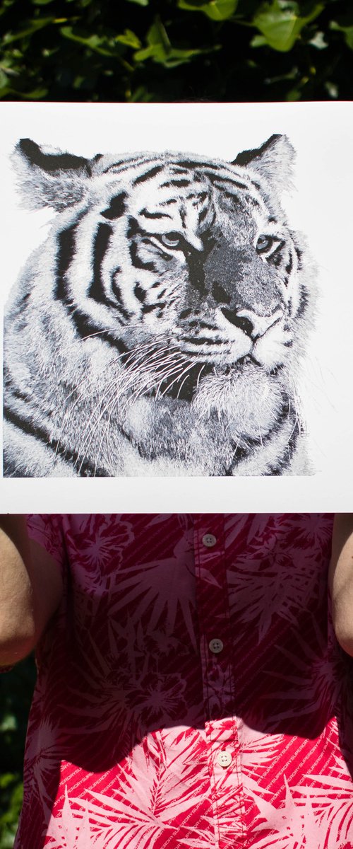 Bring on the Year of The Tiger - Giclee by Wayne Longhurst