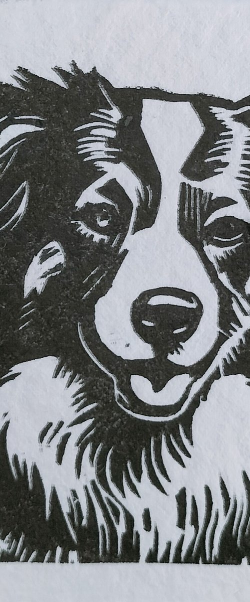 Border Collie Mini Print by TARA SLATER