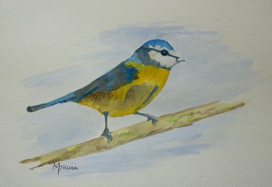 Blue Tit