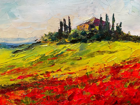 Vivid poppies. Tuscany