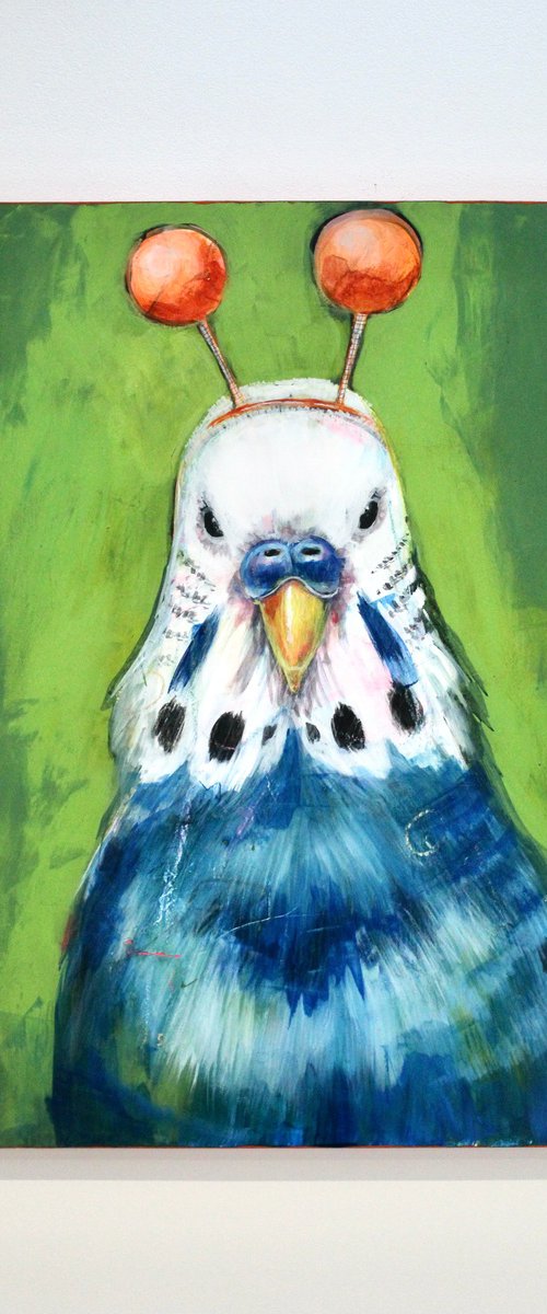 Boioing Budgie by Victoria Coleman