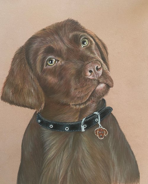 Brown Labrador by Maxine Taylor