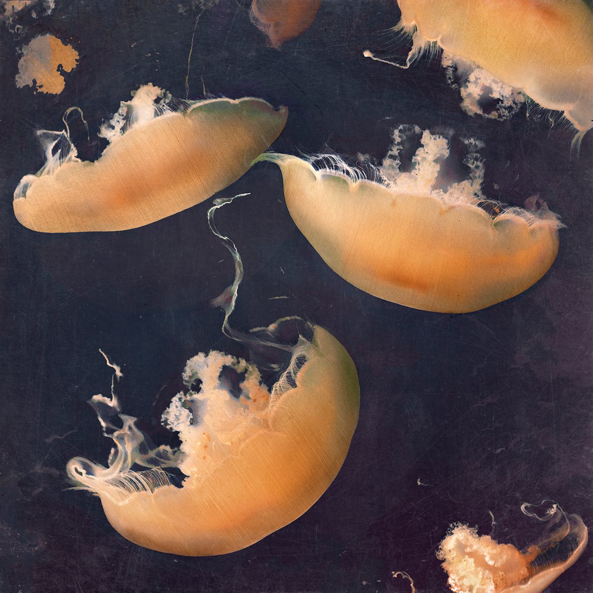 Impressionistic Animal Photograph By Nadia Attura, 28 X 28", Monterey Blues, Original Artwork