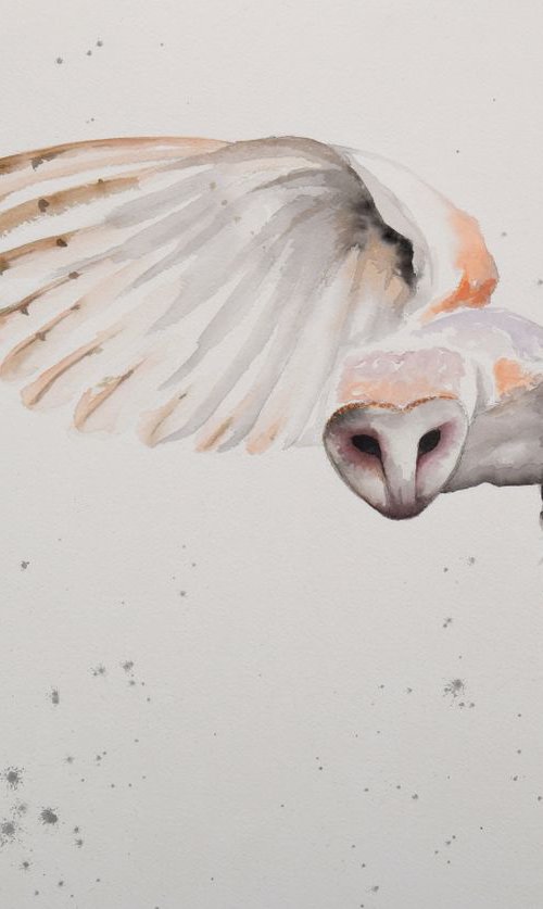 'Barn Owl on the Hunt' by Nicola Colbran