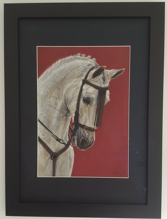 “Andalusian Horse”