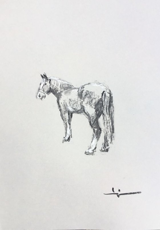 Horse Study 3