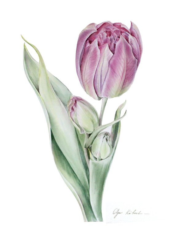 Purple tulip with buds