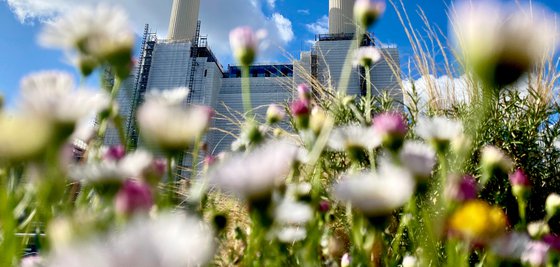 Battersea Power station : flower field 2020 1/20 18"X12"