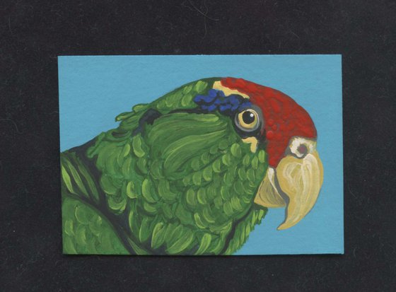 ACEO ATC Original Miniature Painting Red Crowned Mexican Parrot Pet Bird Art-Carla Smale