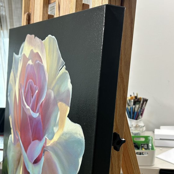 Radiance of the Morning Rose