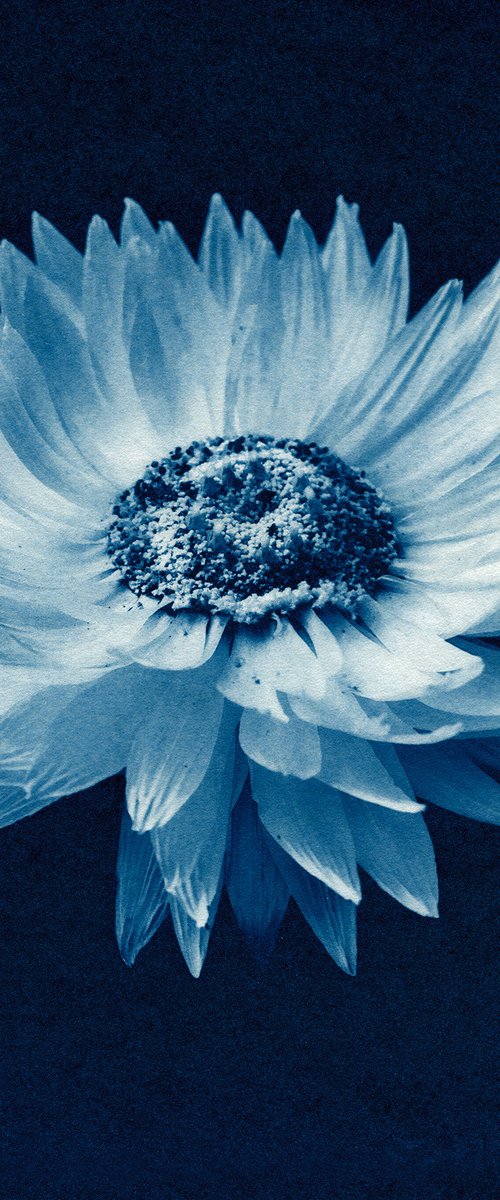 Everlasting Daisies - Helipterum roseum - Australian native by Jacek Gonsalves