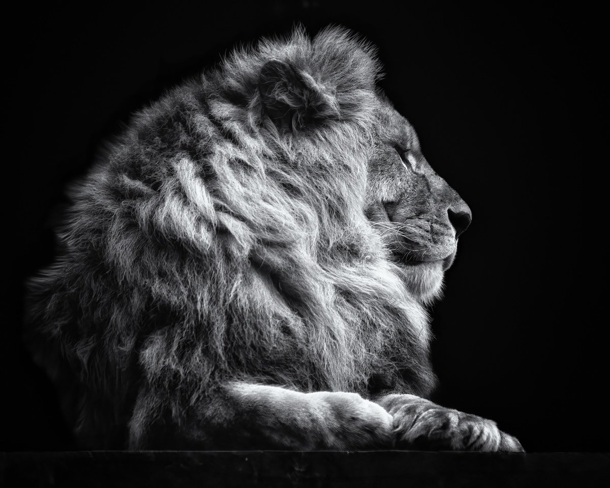 Photorealistic Photograph , Lion Relaxing By Paul Nash, 24 X 20, Artwork For Sale On Artfinder