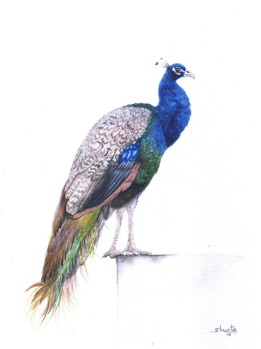 Photorealistic Animal Watercolour By Shweta Mahajan, 7 X 8", Peacock, Original Artwork