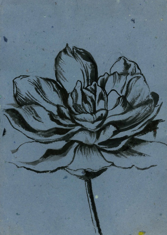 Tulip Drawing On Hand Made Paper By Alfred Ng Artfinder Black ink etching of a bed of tulips, which has been put through a printing press! tulip drawing on hand made paper