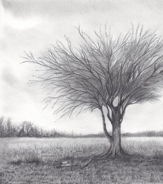 Mulga Desert Tree