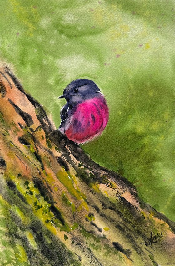 Birds: Redstart and Pink Robin