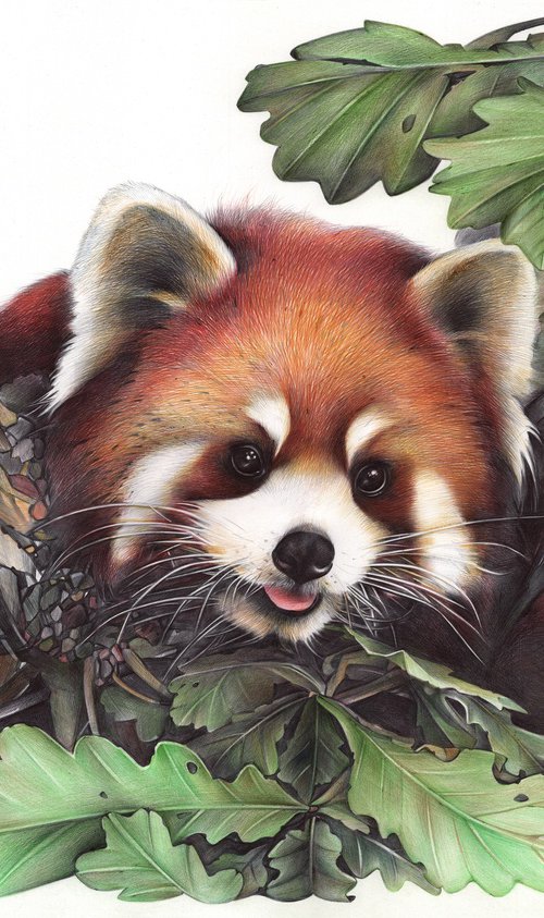 Red Panda Portrait by Daria Maier