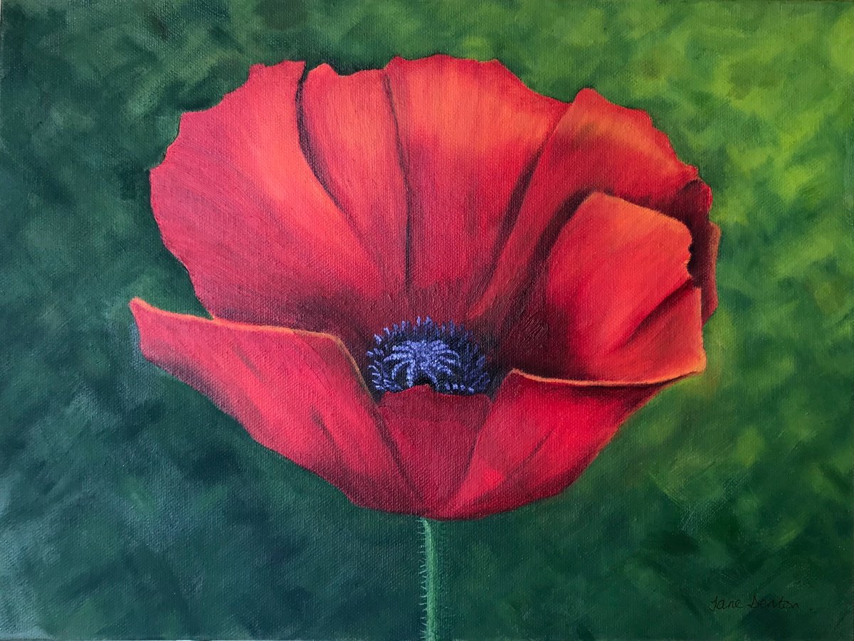 Photorealistic Botanical Oil Painting By Jane Denton, 16 X 12, Red Poppy, Original Artwork