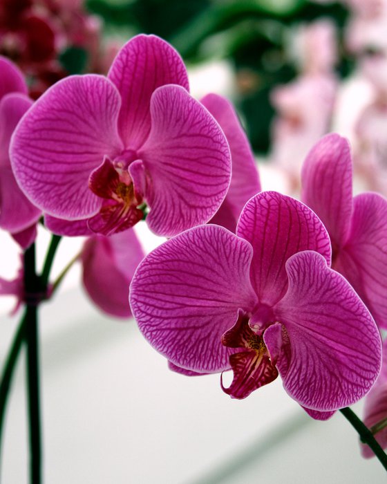 PURPLE MAGENTA RUBY ORCHIDS
