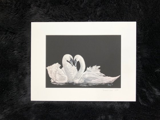 Swans in Love