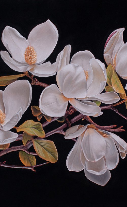 Magnolia Blossoms in Full Bloom by Dietrich Moravec