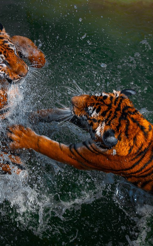 Tigers at Play by MINDIA MIDELASHVILI