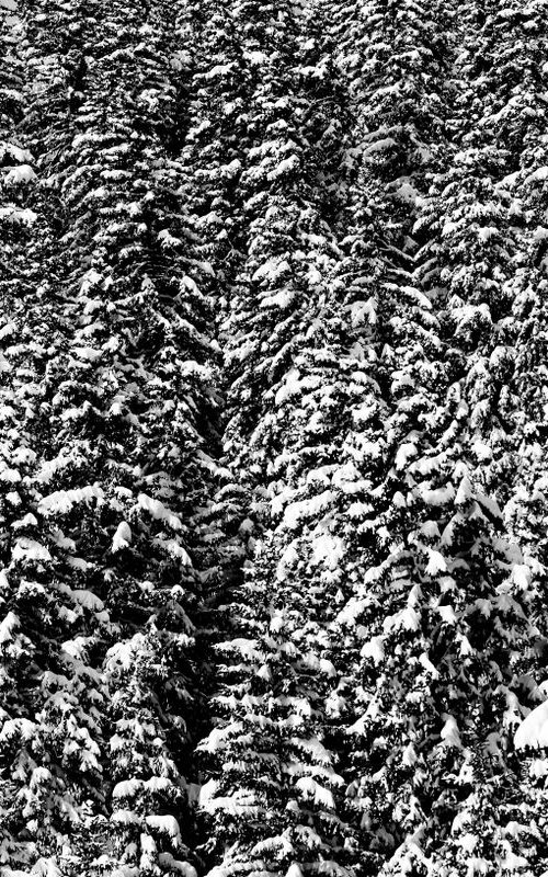 Fir Trees and Snow by Russ Witherington