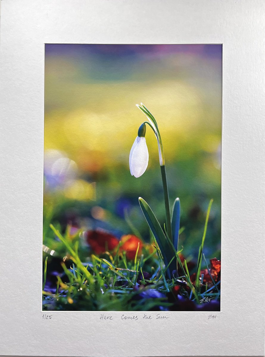 Here Comes The Sun - art photo of a snowdrop flower, limited edition giclee print by Inna Etuvgi