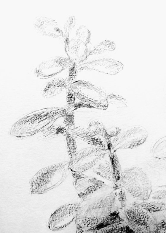 Money Tree #1. Original pencil drawing. 2020