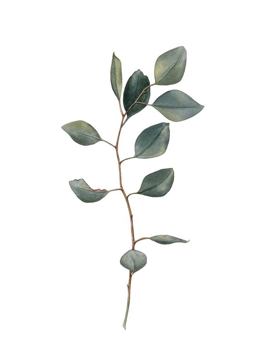 Eucalyptus branch. Original watercolor artwork.