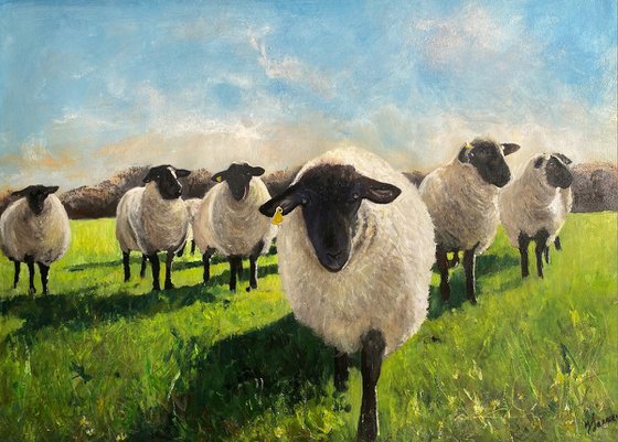 Flock of Black Face Sheep in a Field Framed