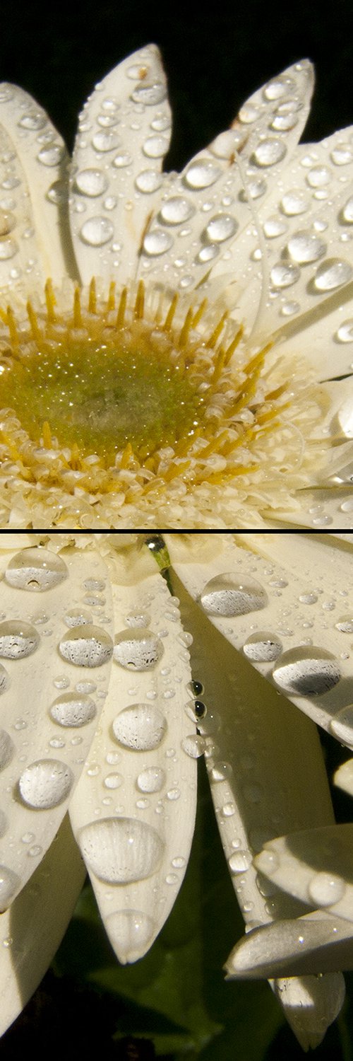 "White Gerbera with Dew" by Juan Bernal