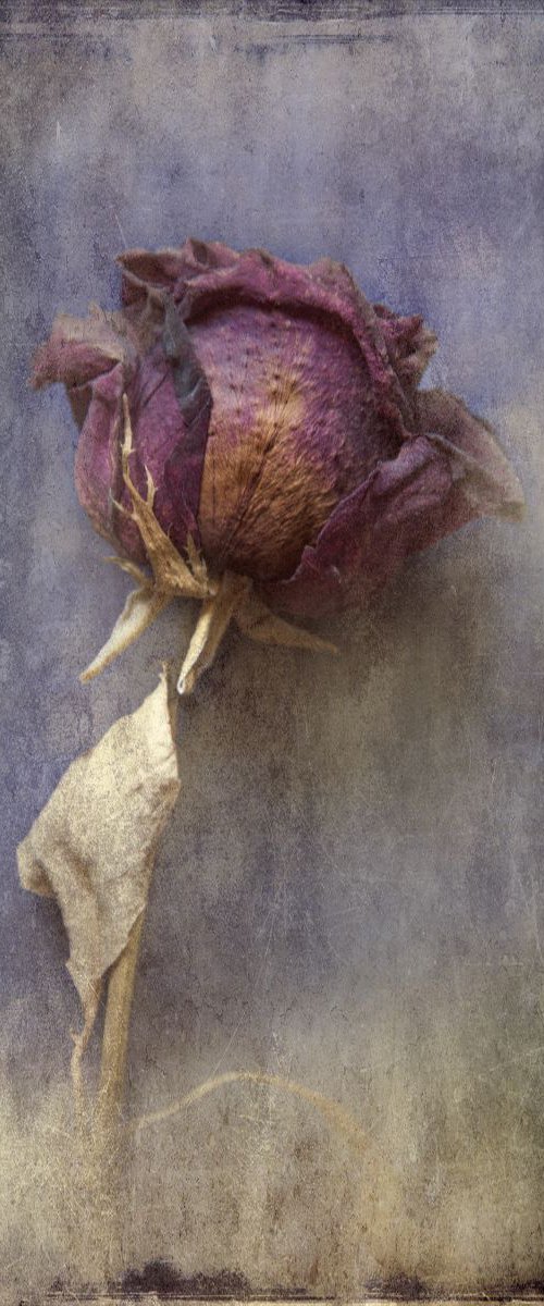 Rose by Chiara Vignudelli