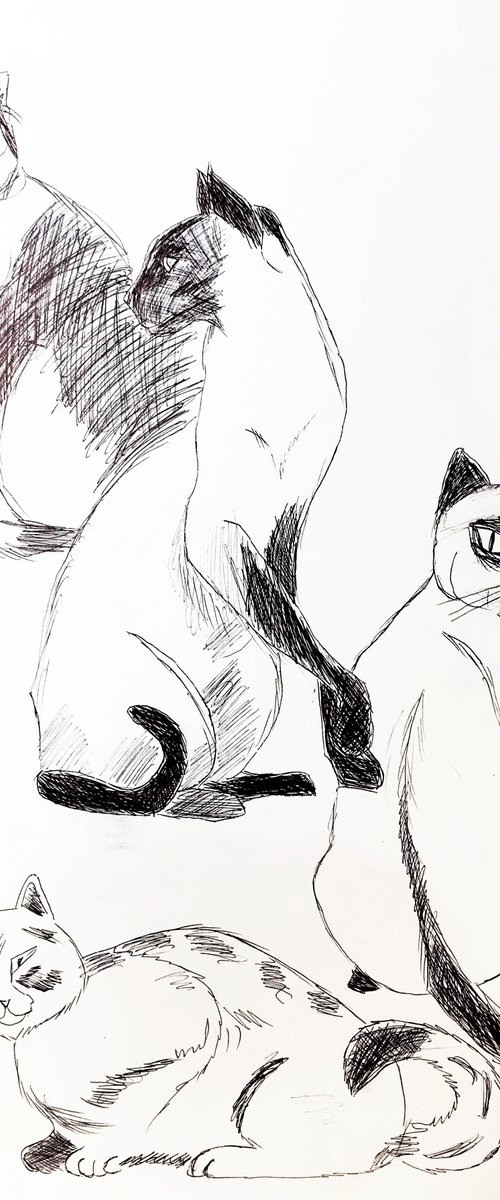 Siamese cats by Anastasia Terskih