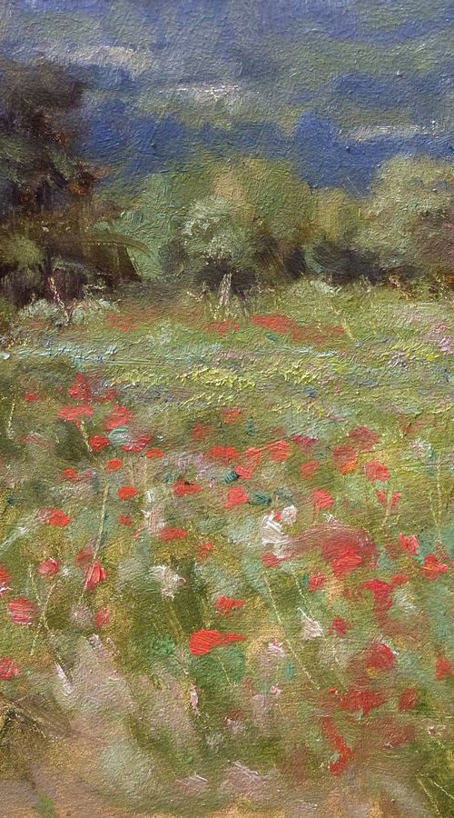 Poppies by Pascal Giroud