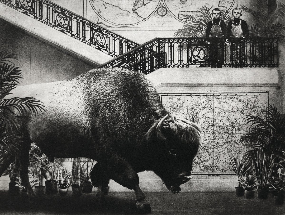 Surrealistic Animal Etchings & Engravings By Jaco Putker, 13 X 10, Interior No.19, Original Artwork