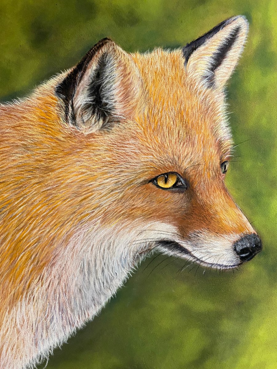 Fox by Maxine Taylor