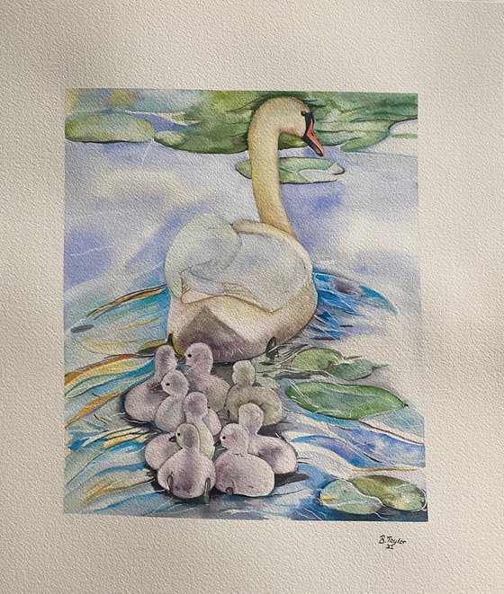 Follow the leader.   Swans watercolour painting