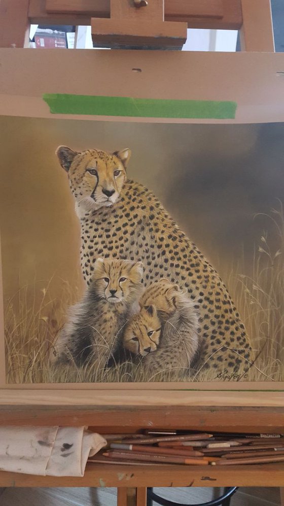 Cheetah Family