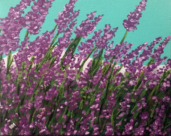 Lavender Fields